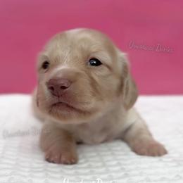 Pilot Barbie - Cream female Dachshund puppy in Chandler, Arizona from Vonaducci Doxies, LLC.