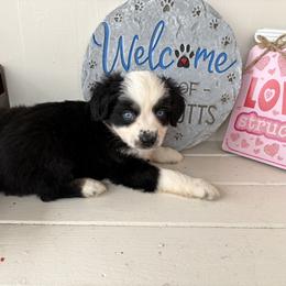 Kringle - Black tri male Miniature Australian Shepherd puppy in Nashville, Tennessee from Little B’s Aussies