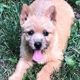 Norwich Terrier All Grown Up from Janora