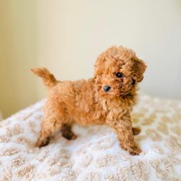 Apollo - Red  male Goldendoodle puppy in Elizabethtown, Kentucky from Reddy Poodles & Doodles