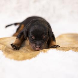 Tiana - Phantom female Bernedoodle puppy in Seffner, Florida from Gold Diamond Pup