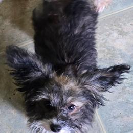 Felix - Fawn male Companion Cross puppy in Grand Saline, Texas from Oldfield Outdoors