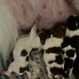 Girl 1 - Chocolate parti female Pomeranian puppy in Maplefalls, Washington from Snow peak poms