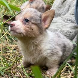 Tato - Blue merle and white male American Corgi puppy in Pioneer, Michigan from Country Corners Corgis