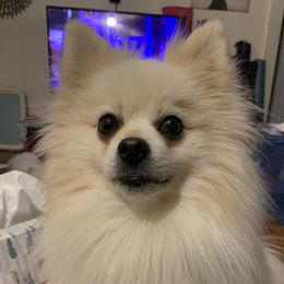 Ginger - Pomeranian