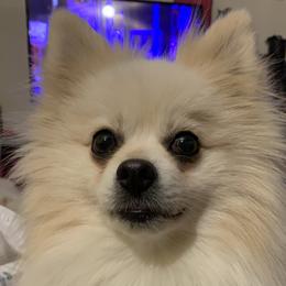 Ginger - Pomeranian