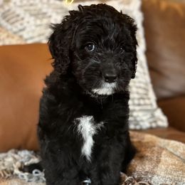 Bernedoodles from Bernedaddies quality Bernedoodles