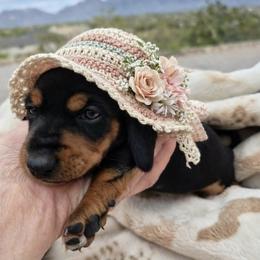 AKC Mini Dachshund Female Black and tan smooth coat - Black and tan female Dachshund puppy in Las Cruces, New Mexico from The Dachshund Den