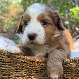 Garnet - Red male Bernedoodle puppy in Yuciapa, California from AlltheDoodlez_