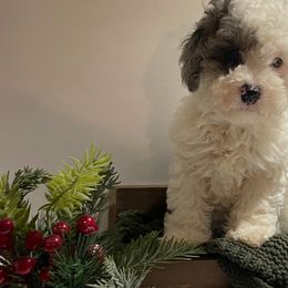 Cockapoos, Goldendoodles, and Poodles from Painted Rose Poodles and Doodles