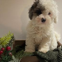 Cockapoos, Goldendoodles, and Poodles from Painted Rose Poodles and Doodles