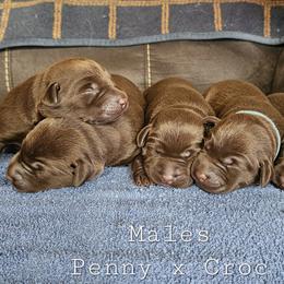 Boy 1 - Chocolate male Labrador Retriever puppy in Boyd, Minnesota from Lindley Labradors