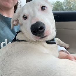 Scout - Border Collie puppy from Breezy Acres Stock & Sporting Dogs