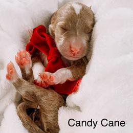 Candy Cane - Red  female Goldendoodle puppy in Lakeland, Florida from Rolling Oak Doodles