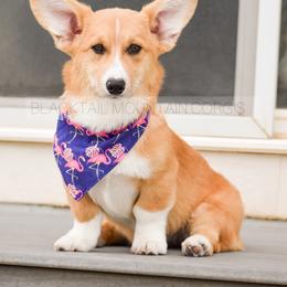 American Corgi and Pembroke Welsh Corgi Puppies from Blacktail Mountain Corgis