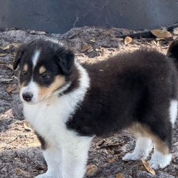 Boy 1 Chief - Black white and tan male Collie puppy in Citra, Florida from Faith Rough Collie’s