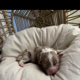 Pudding - Red merle male Australian Shepherd puppy in Grants Pass, Oregon from Carmel Mountain Aussies