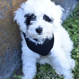 Poodle Puppies from Perfect Paw Kennel