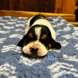 BB4 - Black brown and white male Basset Hound puppy in Britton, South Dakota from K&S Canines