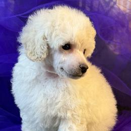 Purple Collar boy - White male Poodle puppy in Kingston, Oklahoma from Tribal Poodles