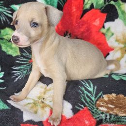 Lorax - Fawn male Italian Greyhound puppy in Cadwell, Georgia from All The DoDa Day Italian Greyhounds