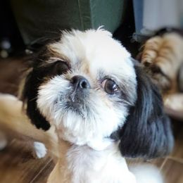 Black and white - Shih Tzu