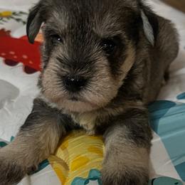 Blakely - Liver female Miniature Schnauzer puppy in Carriere, Mississippi from Sassy Schnauzers