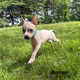 Romeo - White and black male American Hairless Terrier puppy in Buckingham, Illinois from Gaus Hof
