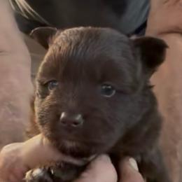 Jetti - Chocolate female Pomsky puppy in Spring Hill, Florida from PDQ Pomskies