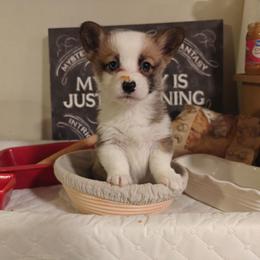 Rafiki - Sable female Pembroke Welsh Corgi puppy in Saint John, Washington from Fuzzbutt Farm's Corgis