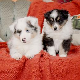 Shetland Sheepdog puppies from KaMera Shelties