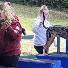American Leopard Hounds and German Shepherds from APEX K9 Solutions