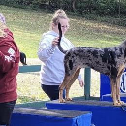 American Leopard Hounds and German Shepherds from APEX K9 Solutions
