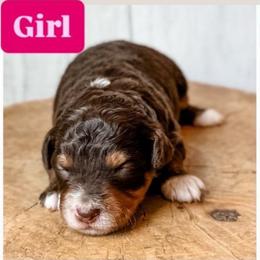 Girl 2 - Red tri-color female Aussiedoodle puppy in Arlington, Washington from Doodle Love Laugh