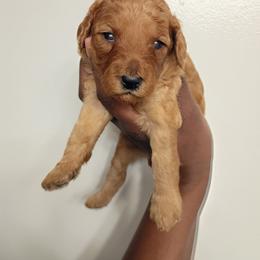 Blue collar girl - Red  female Poodle puppy in Valdosta, Georgia from Posh Poodles