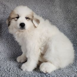 Ramona - White and badger female Great Pyrenees puppy in Monmouth, Maine from Flewelling Great Pyrenees