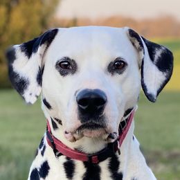 Zeus - Dalmatian