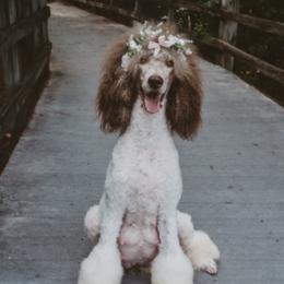 Poodles from Poodle Empire