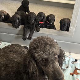 Poodle All Grown Up from Naynay’s poodles