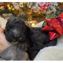 Linus - All black with White chest - Parti male Poodle puppy in Canfield, Ohio from Poo's Doo's & Inu's