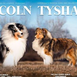 Bullmastiffs and Shetland Sheepdogs from RCS Kennels