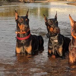Doberman Pinscher All Grown Up from 7220 Doberman