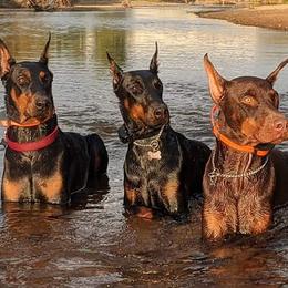 Doberman Pinscher All Grown Up from 7220 Doberman