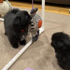 Tibetan Spaniel Puppies from Sterling Tibbies