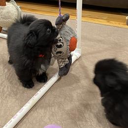 Tibetan Spaniel Puppies from Sterling Tibbies