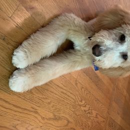 Australian Labradoodle, Double Doodle, Goldendoodle, and Labradoodle Puppies from Lake Mountain Doodle