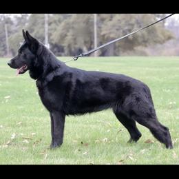 Negil - German Shepherd
