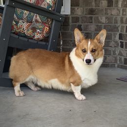 Ace - Pembroke Welsh Corgi