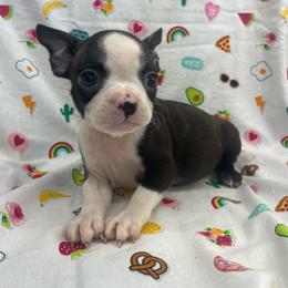 Riley - Brindle and white male Boston Terrier puppy in Fillmore, Illinois from Wind Hill Puppies
