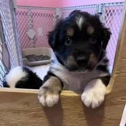 Boy 1 - Black Miniature Australian Shepherd puppy in Corydon, Indiana from Arbuckle’s Lookin Good Aussies (LGA)